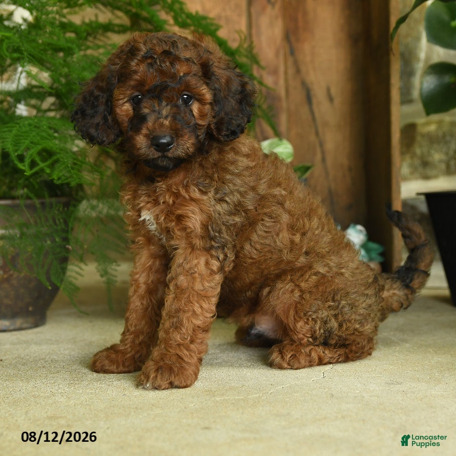Cavapoo dogs Jupiter - Ad 1