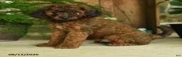 Cavapoo dogs for sale: Jupiter - Ad 1
