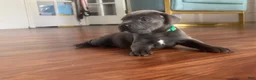 Cane Corso dogs for sale: Cane Corso Puppy 2 - Ad 4