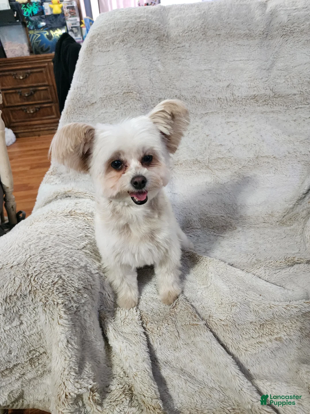 Pomapoo dogs for sale: Chole - Ad 5