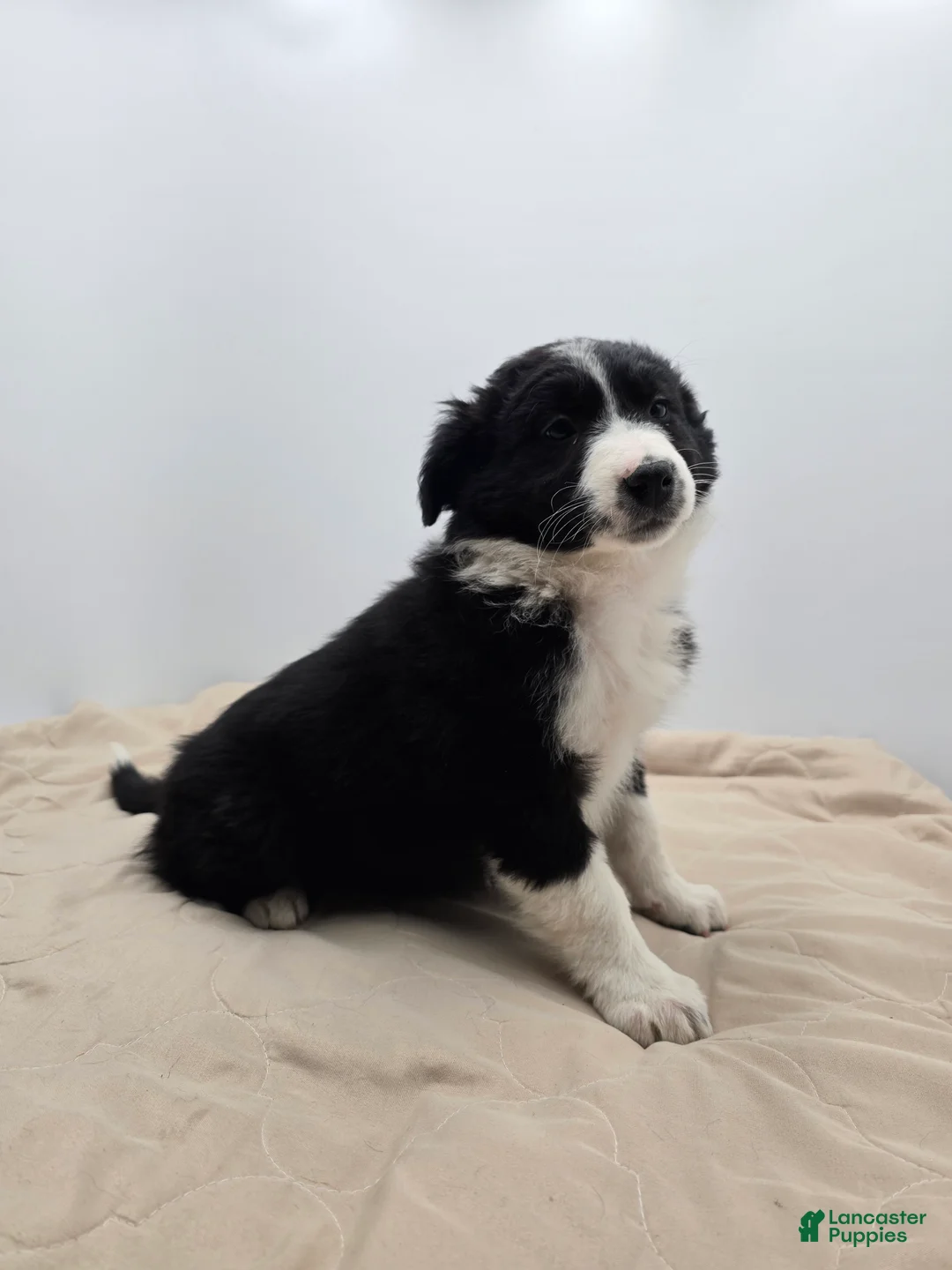Australian Shepherd dogs for sale: Remi - Ad 4