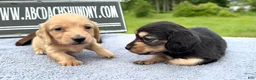 Miniature Dachshund dogs for sale: South African AKC  - Ad 10