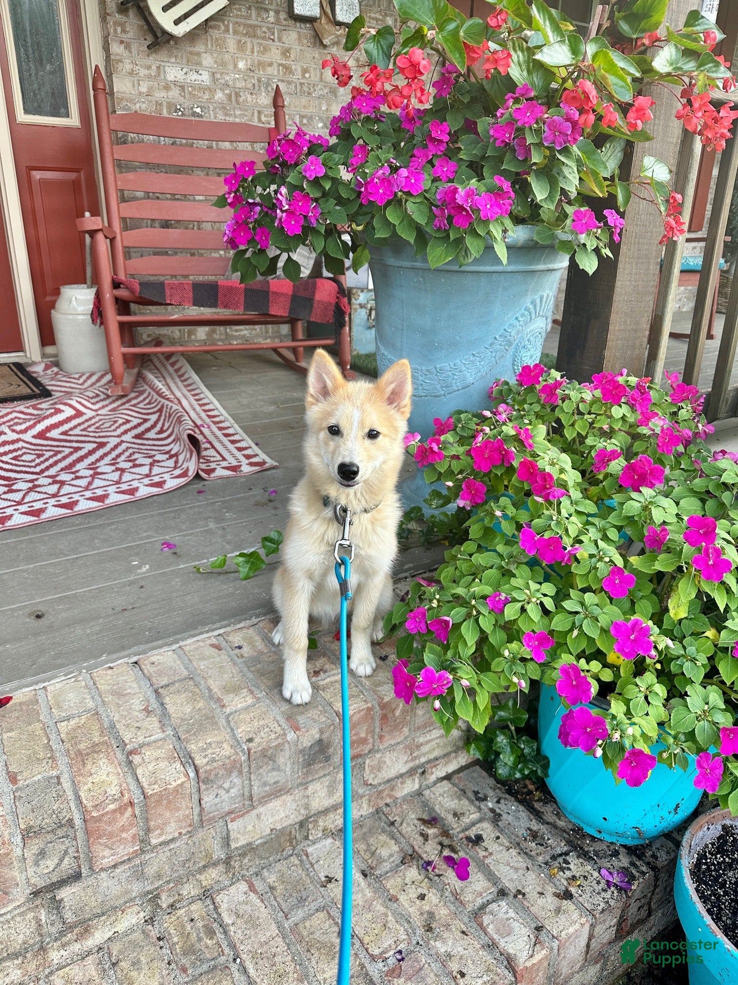 Pomsky dogs hunter - Ad 7