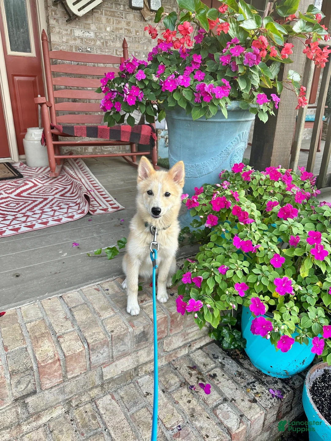 Pomsky dogs for sale: hunter - Ad 1