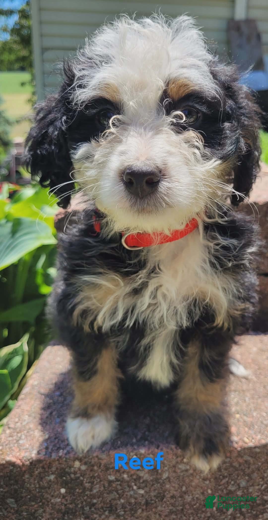 Mini Bernedoodle dogs Reef - Ad 1