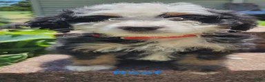 Reef