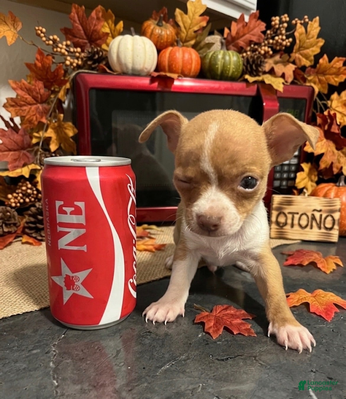 Chihuahua dogs Miniatura chihuahua 💙 - Ad 38