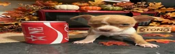 Chihuahua dogs for sale: Miniatura chihuahua 💙 - Ad 1