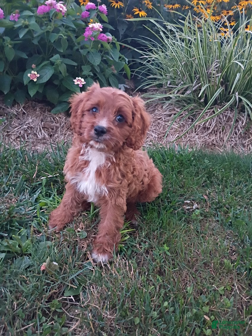 Cavapoo dogs Echo - Ad 2