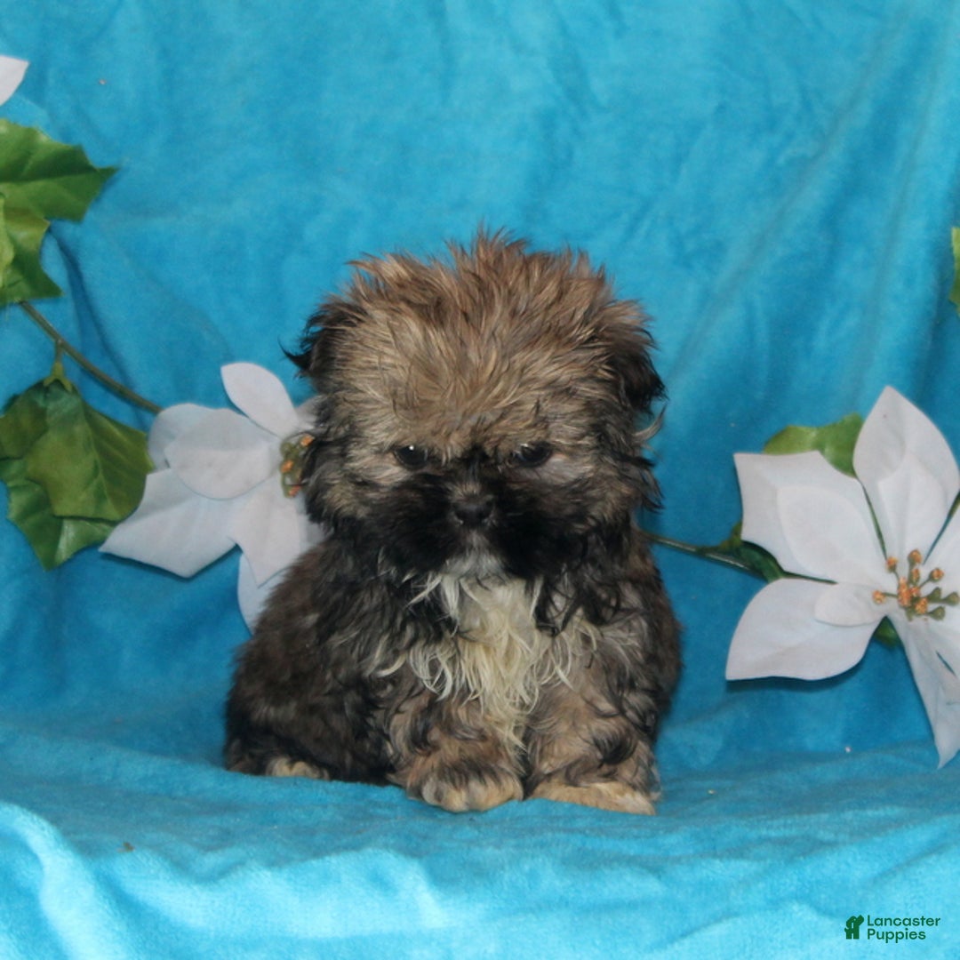 Shih Tzu dogs for sale: Stanley - Ad 1