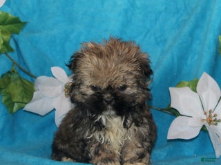 Shih Tzu dogs Stanley - Ad 36