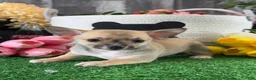 Chihuahua dogs for sale: Finley  - Ad 3