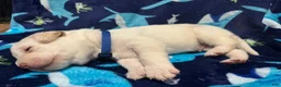 Labrador Retriever dogs for sale: Simon (blue)  - Ad 3