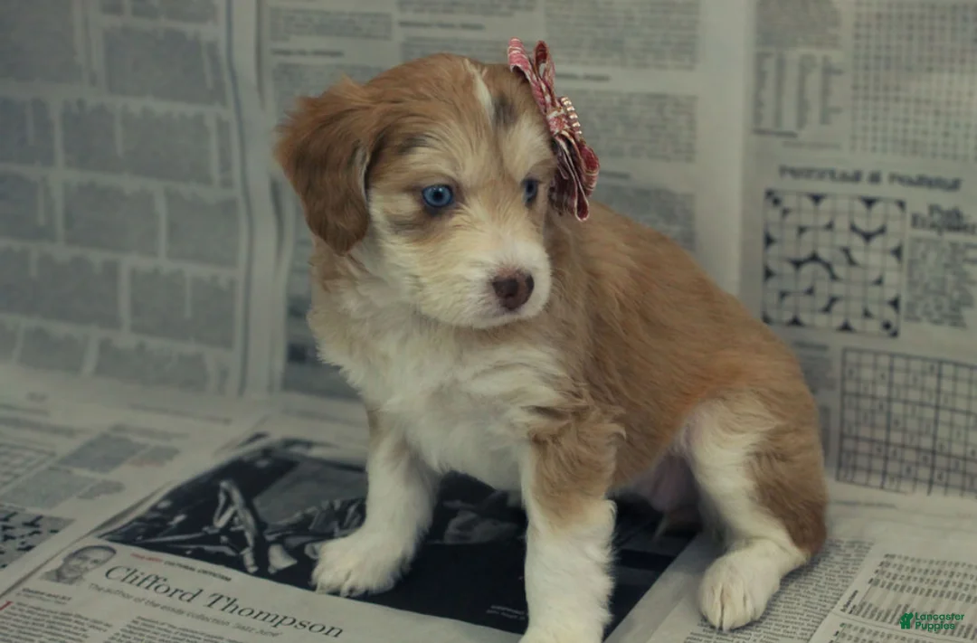 Mixed Breed dogs for sale: Amelie - Ad 2