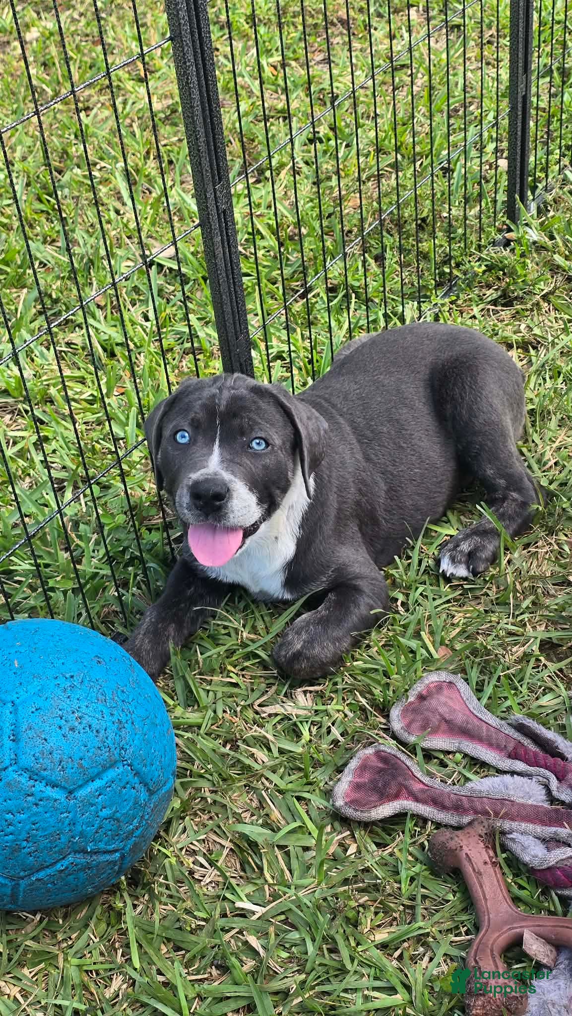 Cane Corso dogs Bandit - Ad 1