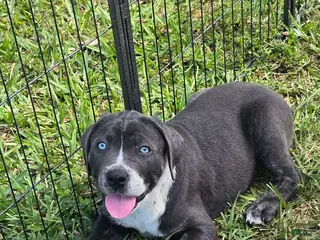 Cane Corso dogs for sale: Bandit - Ad 4