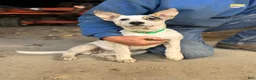 Mixed Breed dogs for sale: Bluebell  - Ad 5