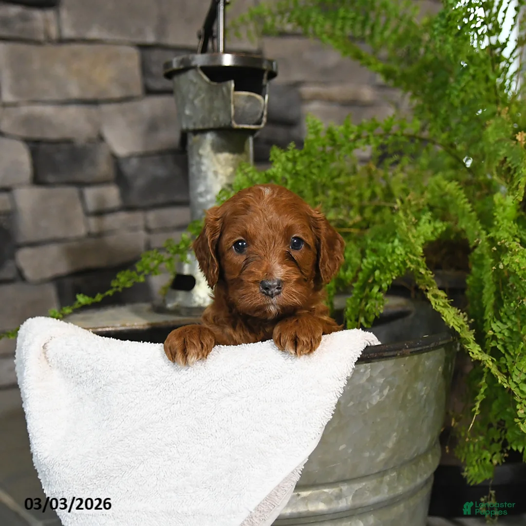 Cavapoo dogs for sale: Tango - Ad 1