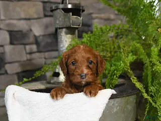 Cavapoo dogs for sale: Tango - Ad 4