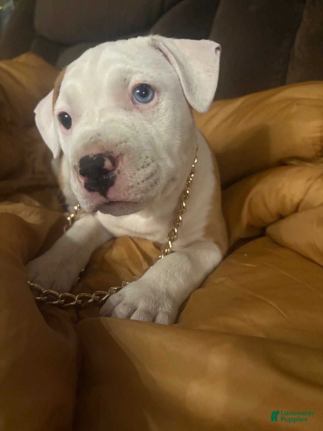 American Bully dogs Houston - Ad 1