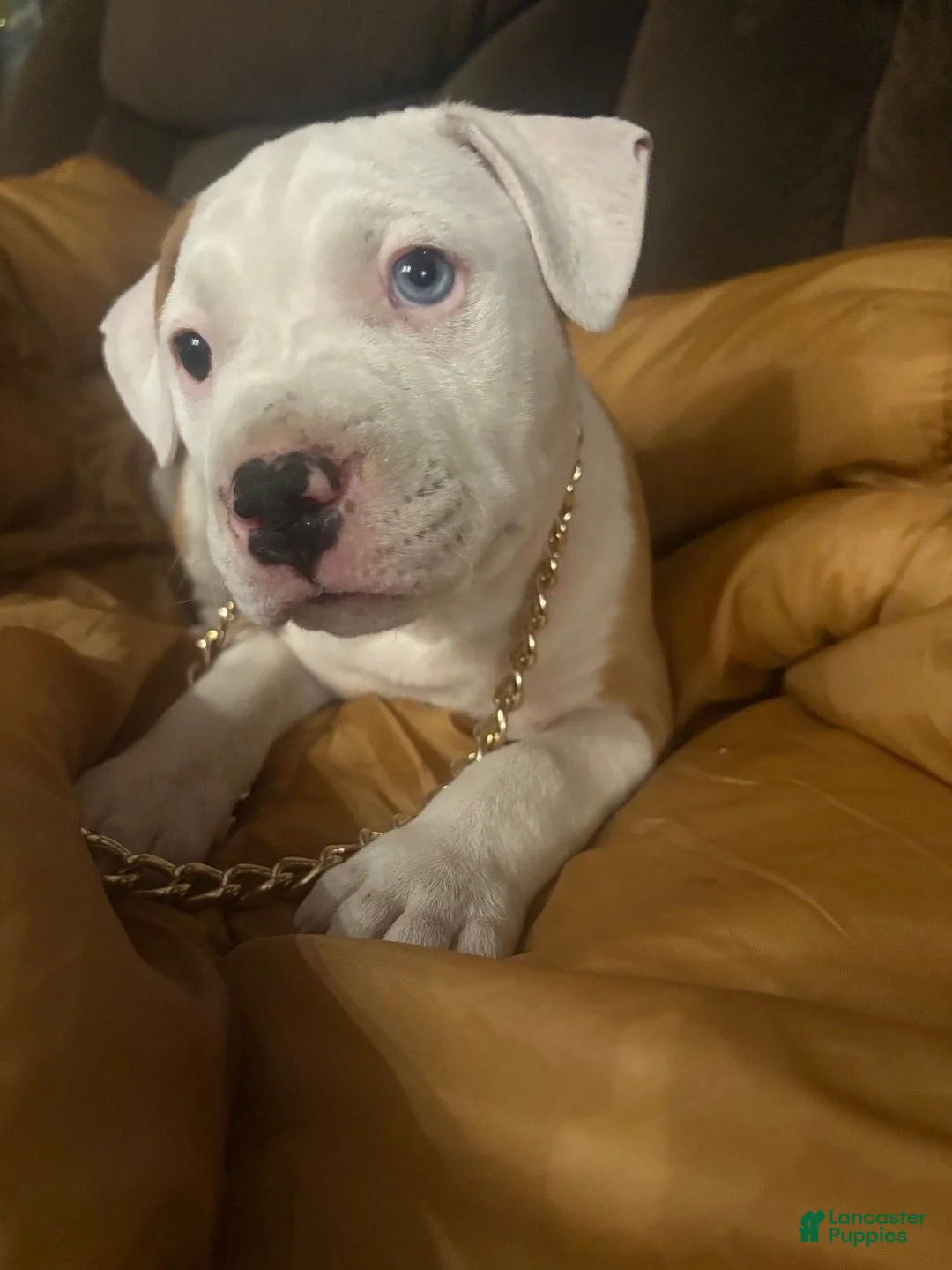 American Bully dogs for sale: Houston - Ad 1