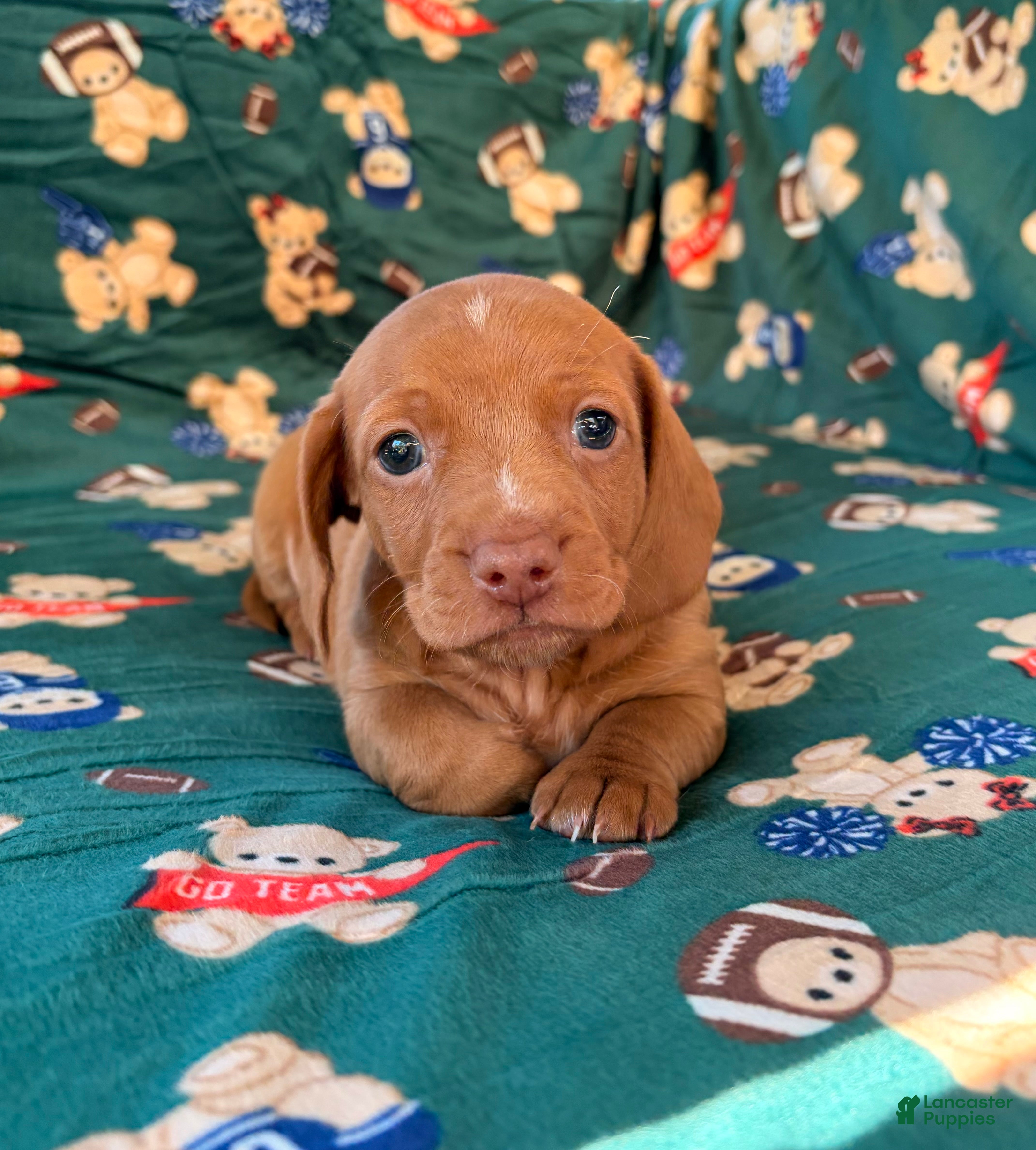 Miniature Dachshund dogs THOR - Ad 1
