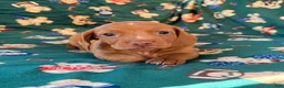 Miniature Dachshund dogs for sale: THOR - Ad 1