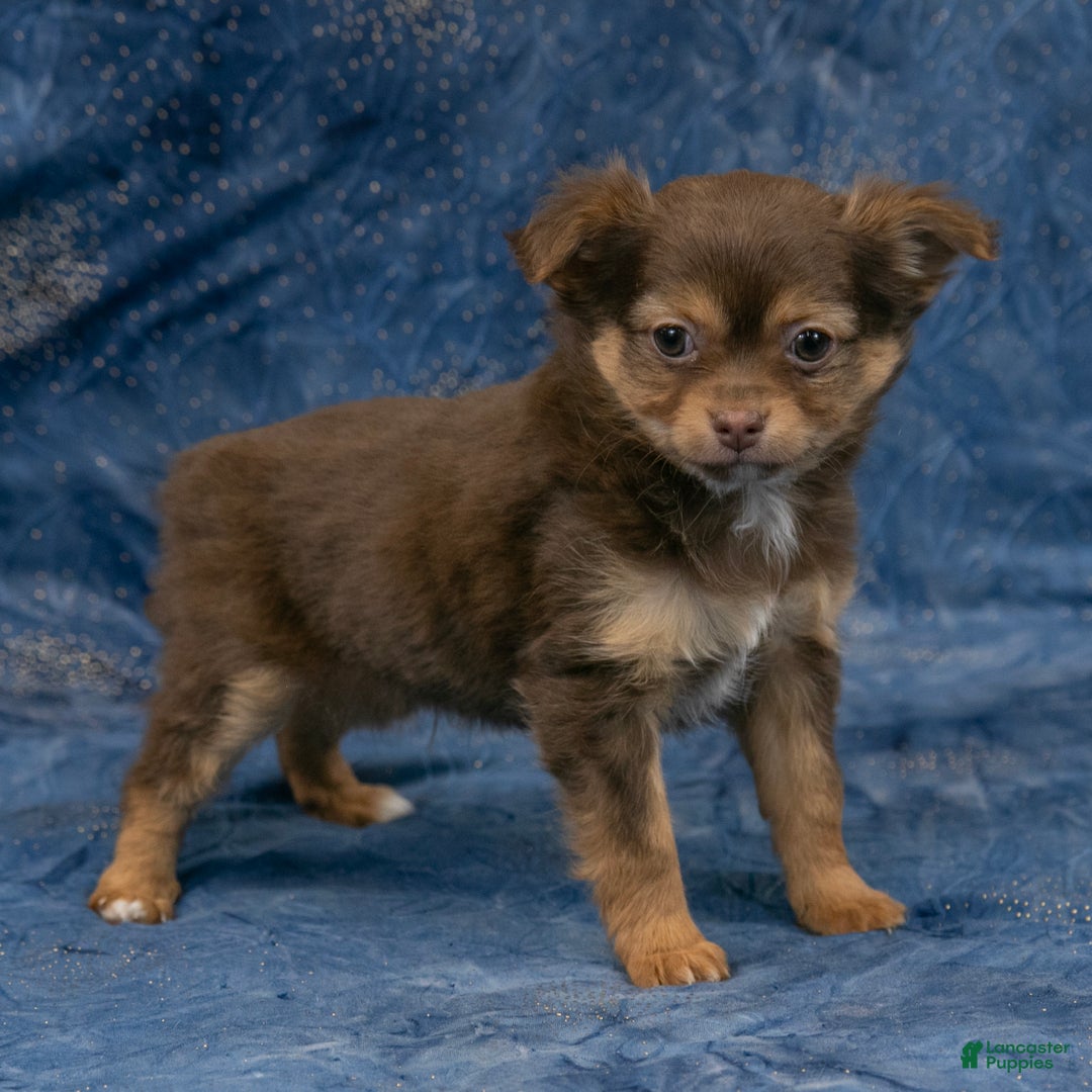 Chihuahua dogs for sale: Alex - Ad 3
