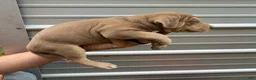 Catahoula Leopard Dog dogs for sale: Ewok - Ad 10