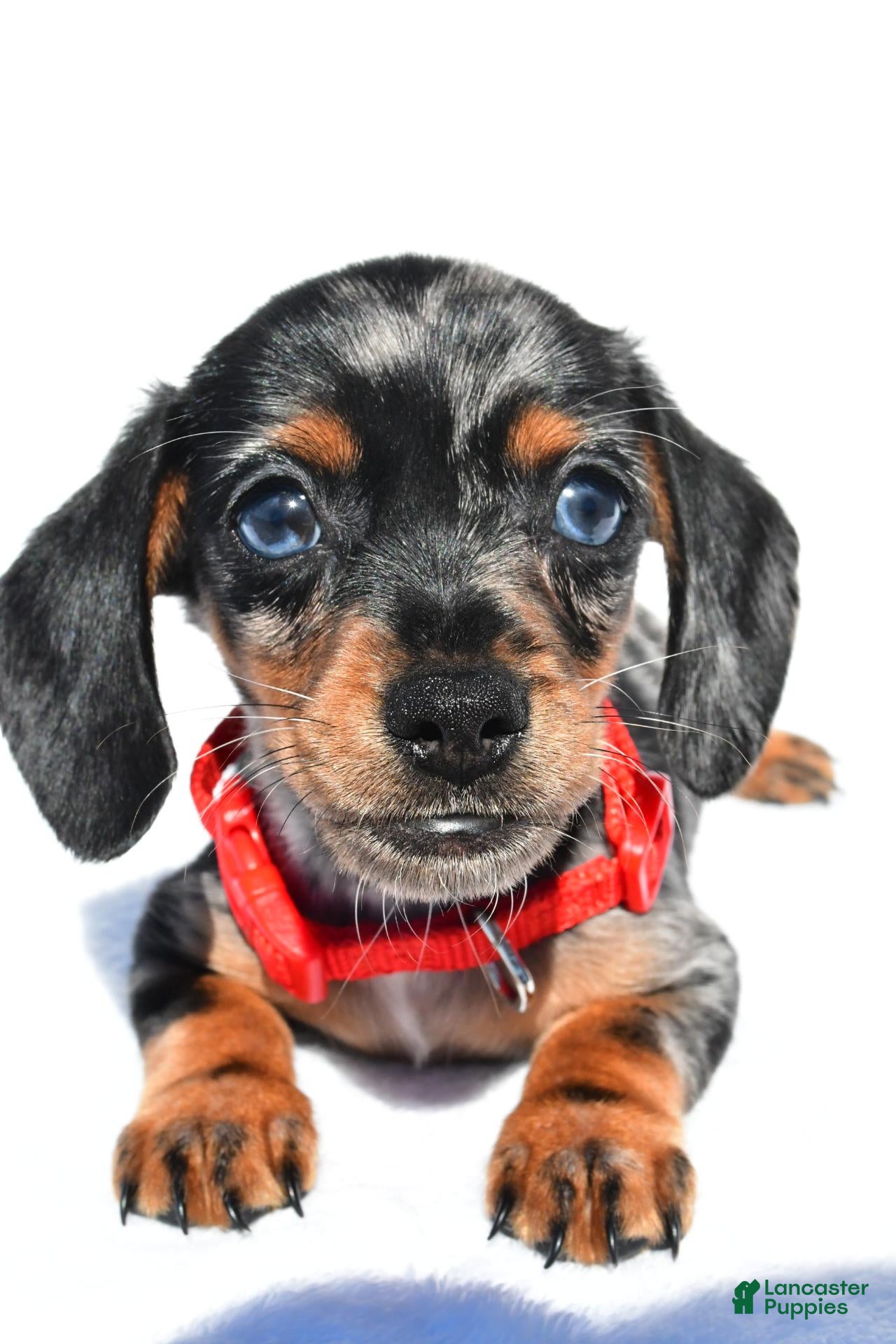 Miniature Dachshund dogs Prince - Ad 2