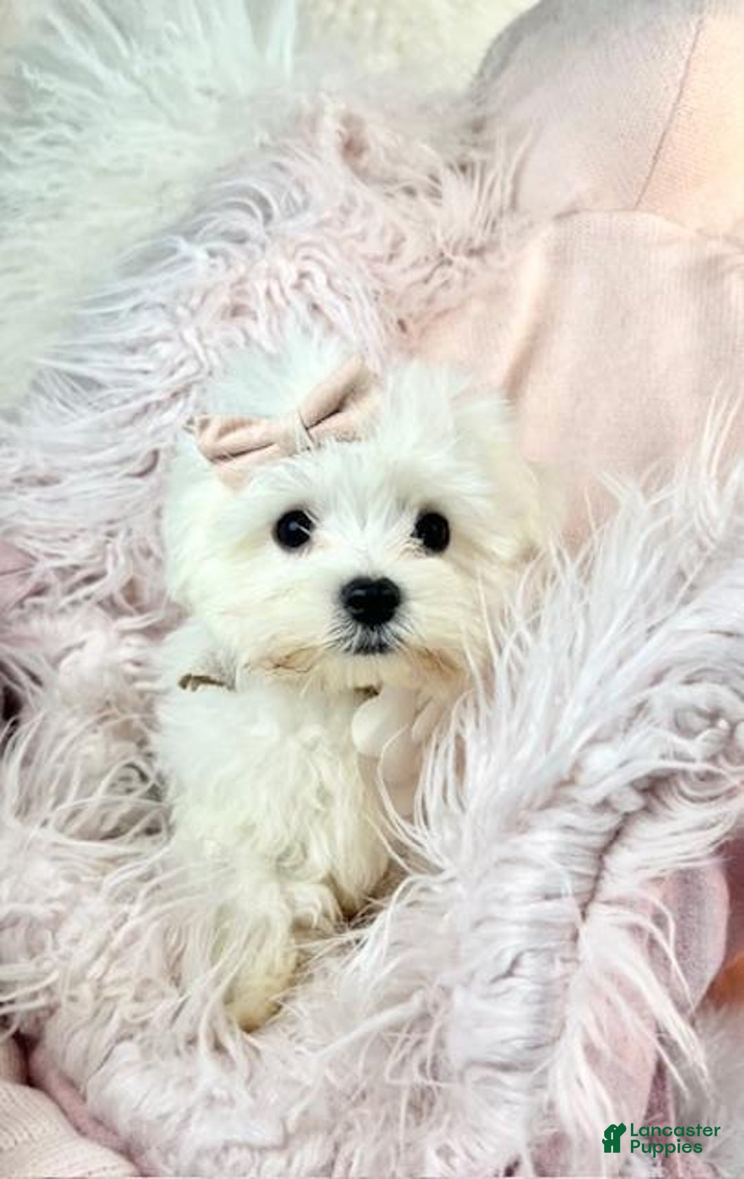 Maltese dogs for sale: Maltese Puppy 1 - Ad 1