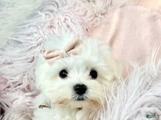 Maltese dogs Maltese Puppy 1 - Ad 38