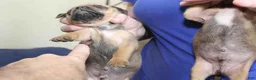 Puggle dogs for sale: Chewy - Ad 26