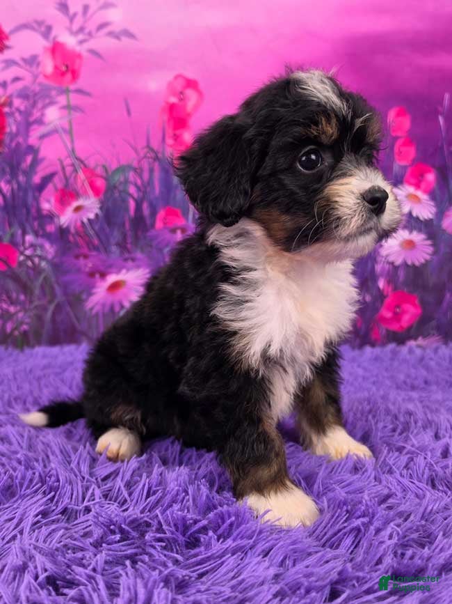 Mini Bernedoodle dogs Kyra - Ad 2