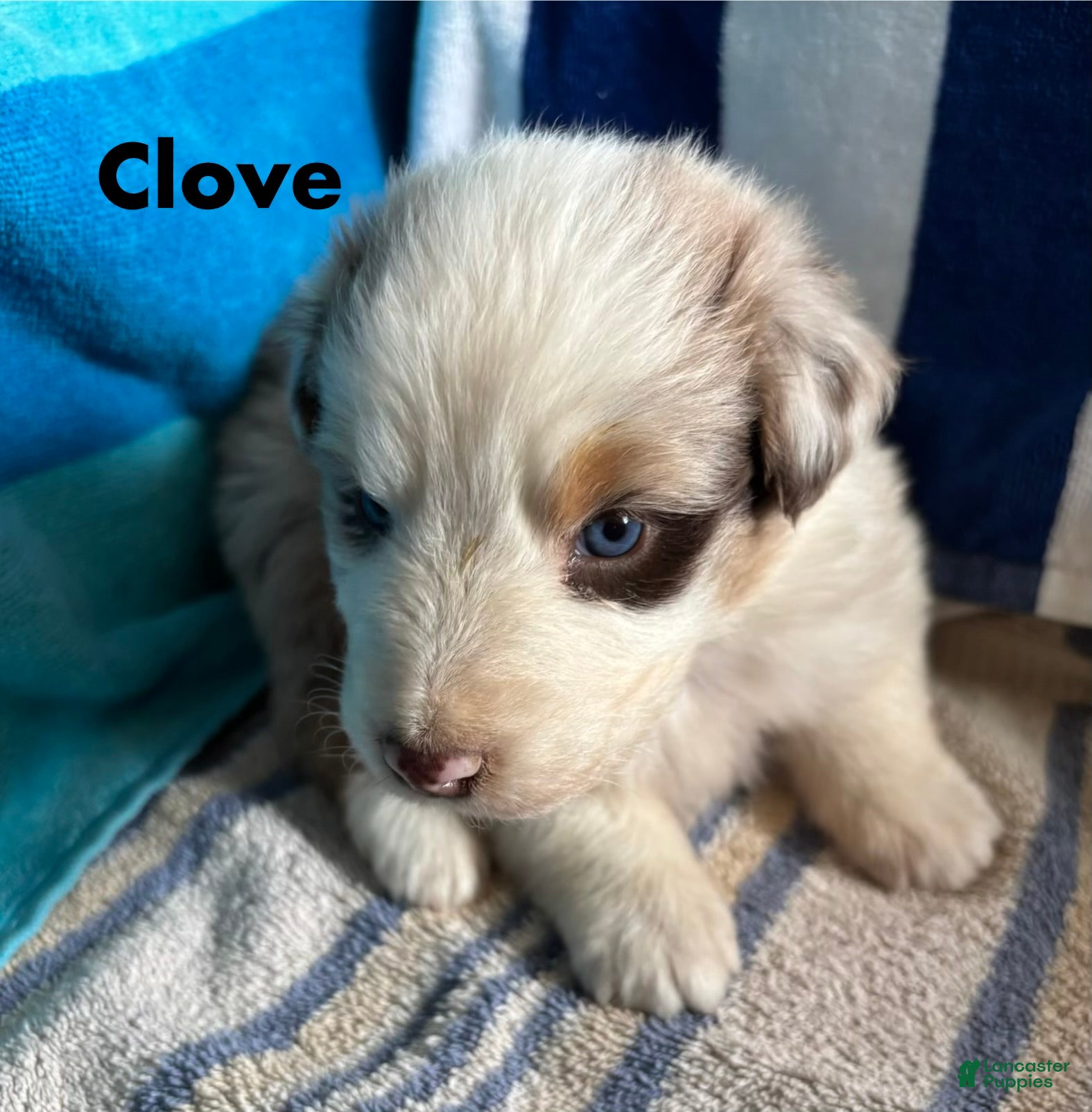 Australian Shepherd dogs for sale: Clove (AKC) - Ad 3