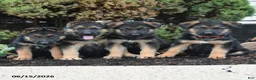 German Shepherd dogs for sale: Duke - Ad 5