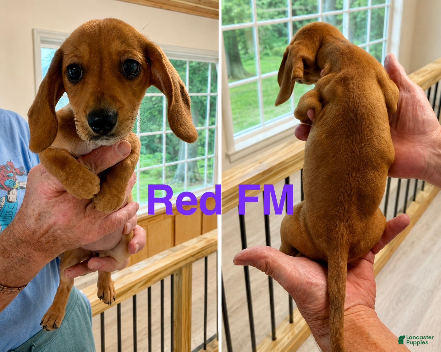 Miniature Dachshund dogs Miniature Dachshund 2 - Ad 7