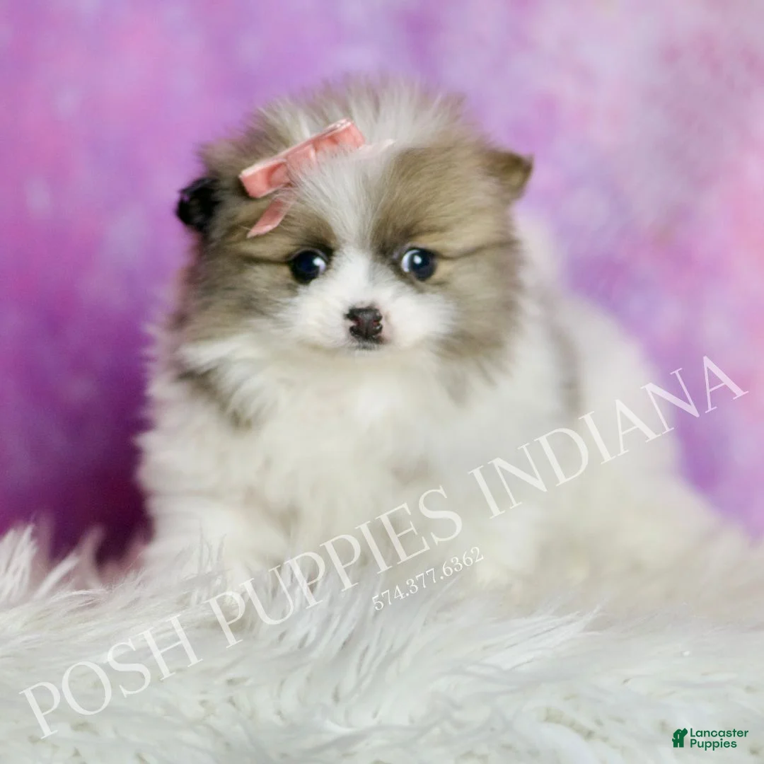 Pomeranian dogs for sale: Felicia  - Ad 4
