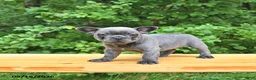 French Bulldog dogs for sale: Bailey - Ad 3