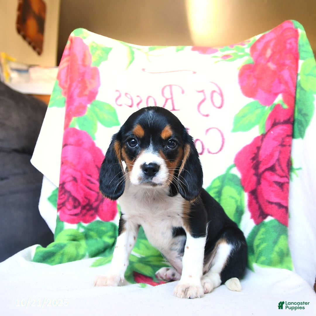 Beaglier dogs for sale: Ellie - Ad 3