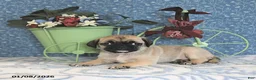 Pug dogs for sale: Lafredo - Ad 10