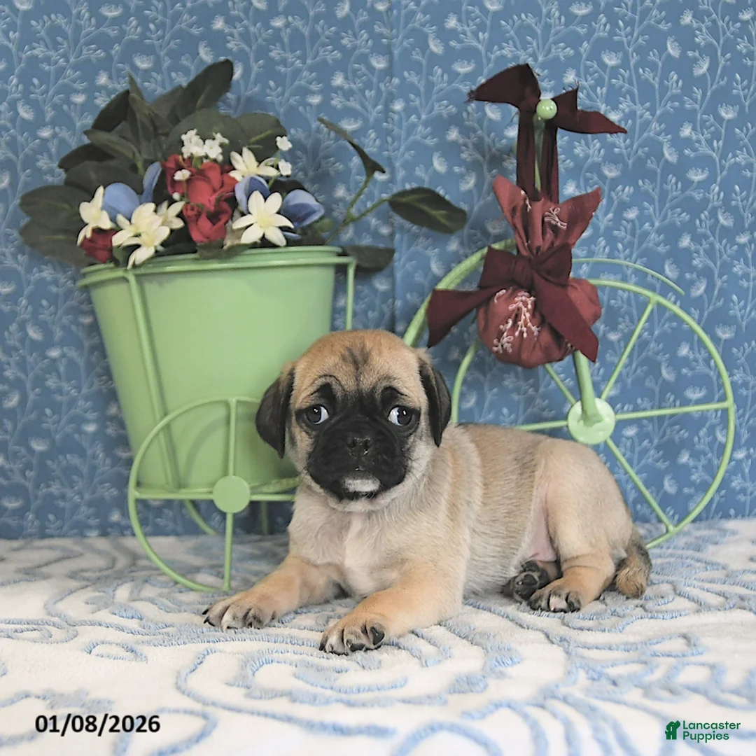 Pug dogs for sale: Lafredo - Ad 10