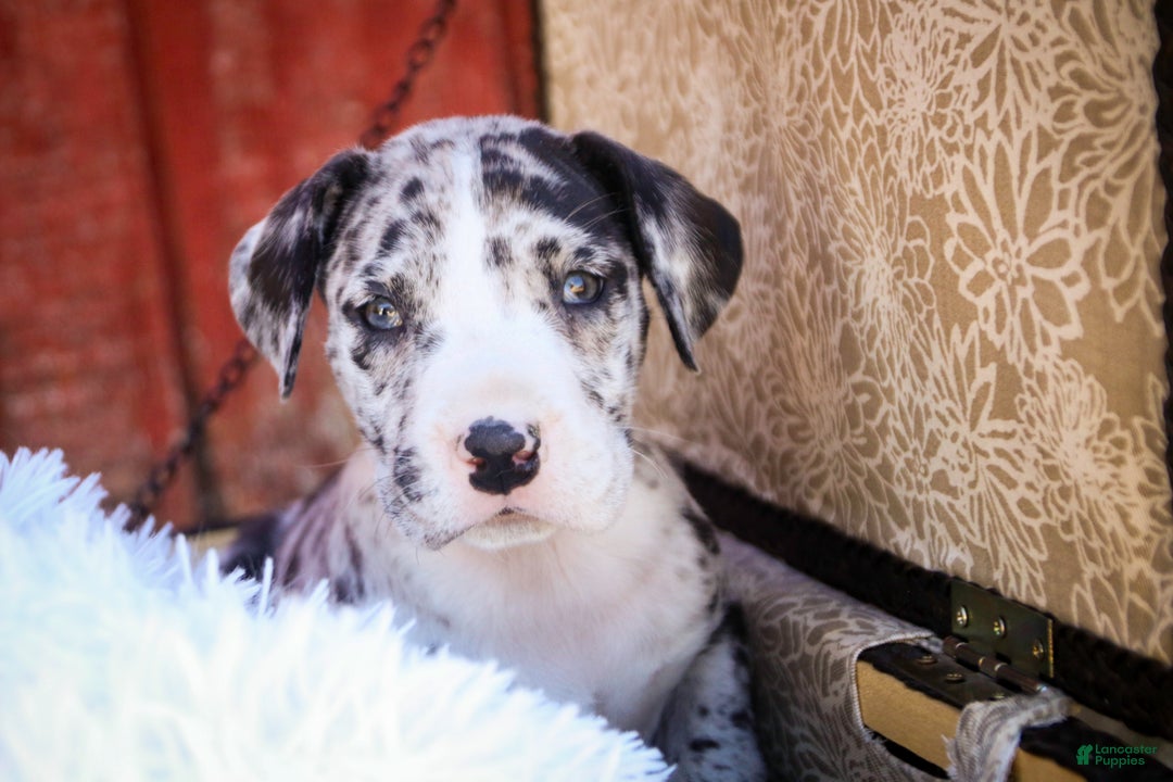 Great Dane dogs for sale: Lorelai - Ad 2