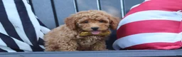 Miniature Poodle dogs for sale: James - Ad 10