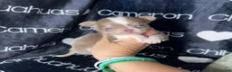 Chihuahua dogs for sale: Micro Thumper Lavender LC - Ad 4