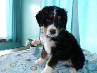 Mini Bernedoodle dogs Mini Bernedoodle Puppy 1 Carson - Ad 32