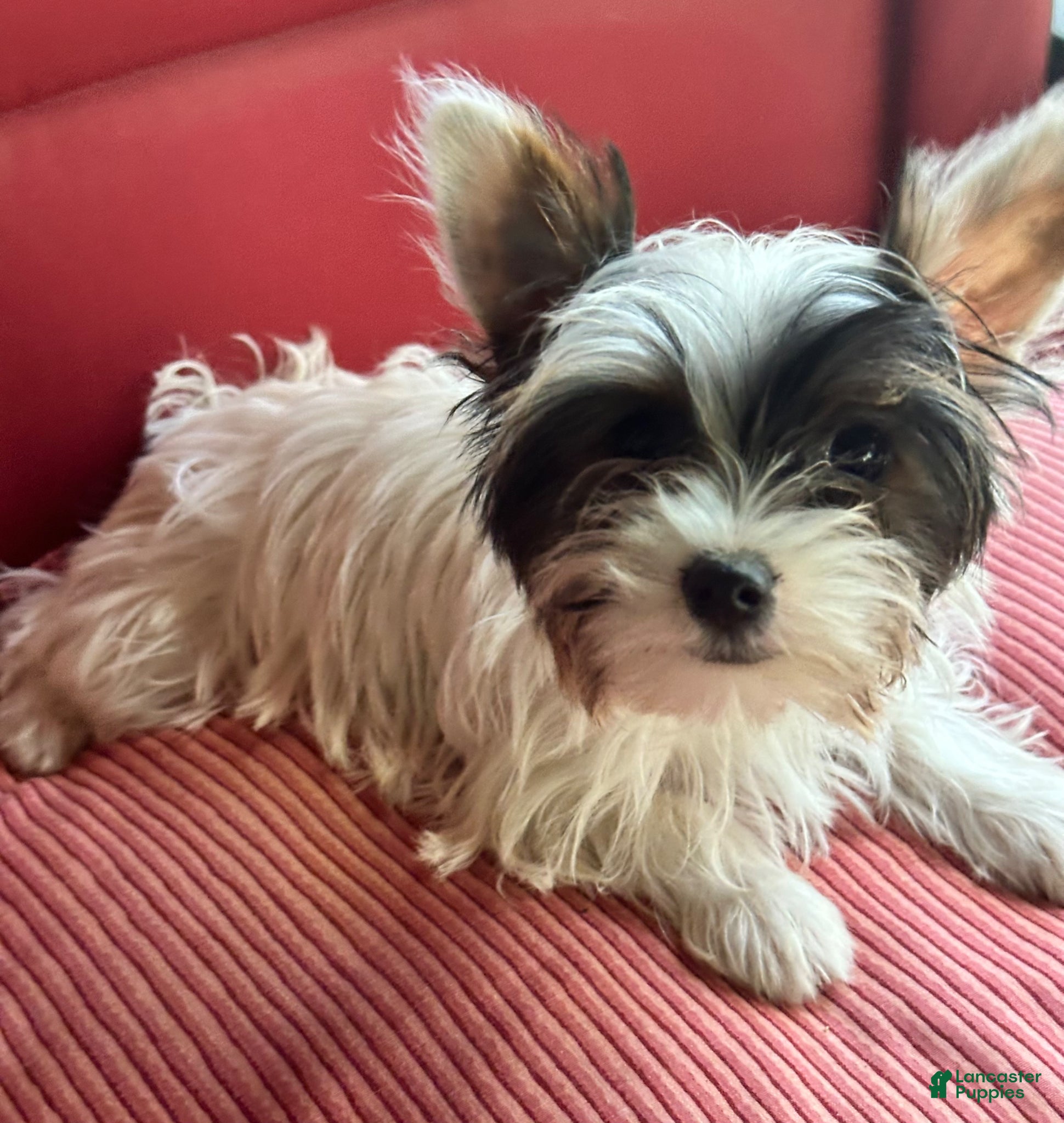 Yorkshire Terrier dogs Yorkshire Terrier Puppy 2 - Ad 24