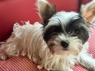 Yorkshire Terrier dogs Yorkshire Terrier Puppy 2 - Ad 24