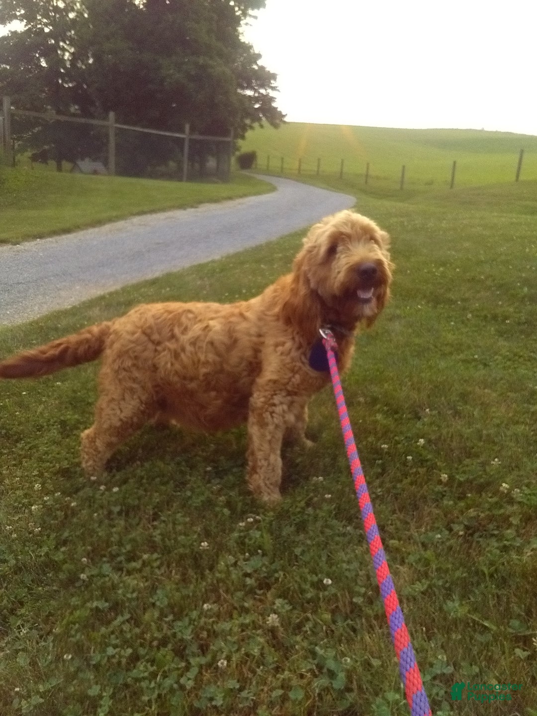 Goldendoodle dogs for sale: Patty-medium size  - Ad 12