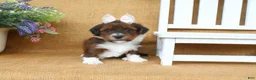 Havanese dogs for sale: Harlow - Ad 3
